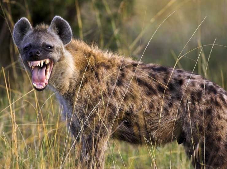 कैसा होता है चित्तीदार लकड़बग्घा और कैसे करता है संवाद? - What is the spotted hyena like and how does it communicate?
