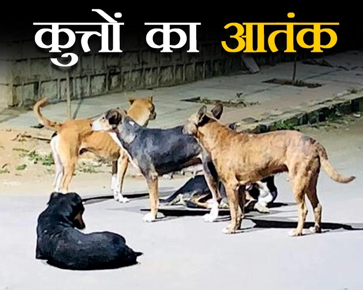 कश्मीर में 4 साल में 65 हजार लोगों को कुत्‍तों ने काटा, यहां आतंकियों से ज्‍यादा है खौफ कुत्‍तों का