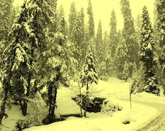 जम्मू-कश्मीर में अब पीली बर्फ से डरे लोग, जानिए कौन है इसका जिम्‍मेदार... - People are scared of yellow snow in Jammu and Kashmir