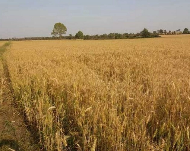 ऊंचे तापमान से पंजाब के किसान परेशान, गेहूं फसल को नुकसान का अंदेशा - Wheat growing farmers of Punjab upset due to high temperature
