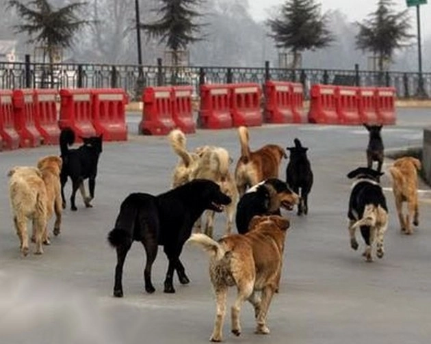 कश्मीर में 12 सालों में 80 हजार लोगों को कुत्तों ने काटा