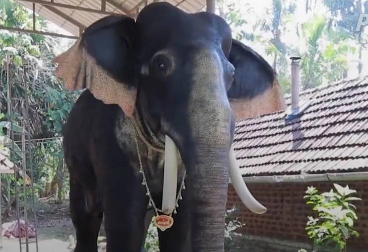Robotic Elephant : केरल के मंदिर में रोबोटिक हाथी, धार्मिक अनुष्ठानों में लेगा भाग, नहीं मचाएगा उत्पात (वीडियो) - kerala temple become indias first to induct robotic elephant for ritual duties