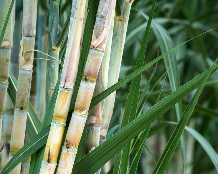 पंजाब में गन्ना किसानों के लिए अच्छी खबर, MSP में 11 रुपए की वृद्धि - good news for sugarcane farmers in punjab