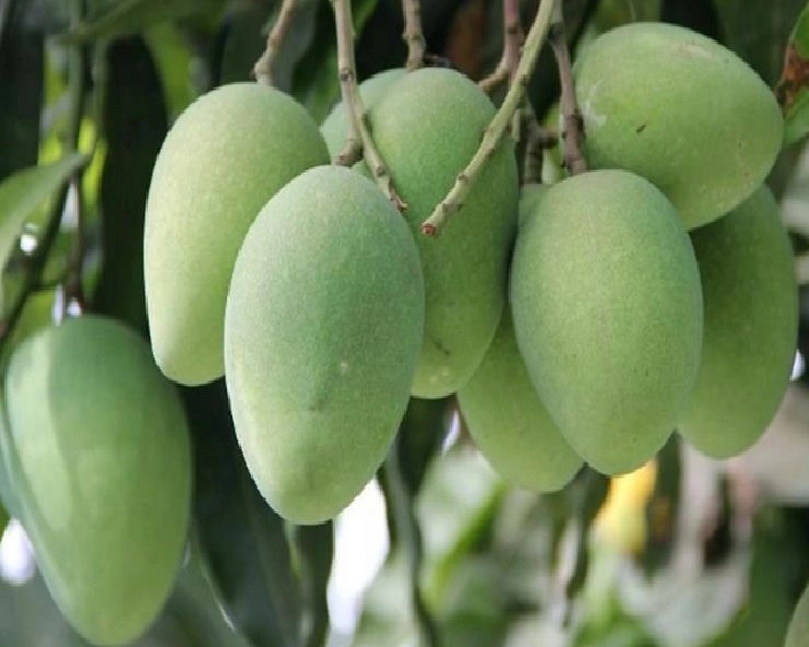 Benefits of Raw Mango: उन्हाळ्यात कच्चा आंबा खाल्ल्याने हे फायदे मिळतात