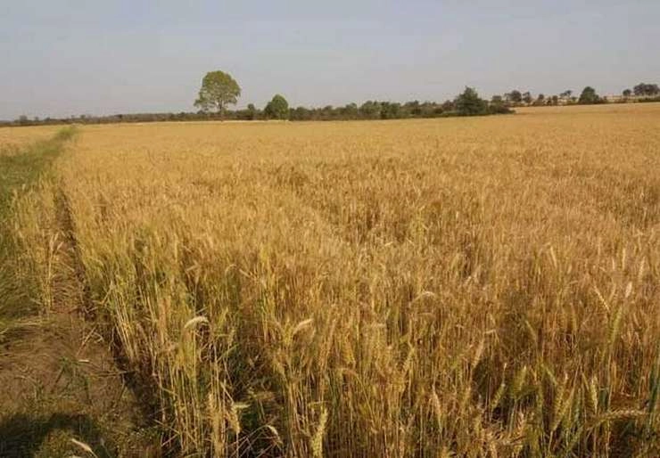 बहुत कारगर नहीं भारत का गेहूं-चावल निर्यात बैन