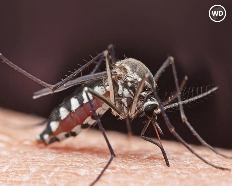 Malaria day 2024 : मलेरिया बुखार से बचने के 10 तरीके - Malaria fever remedies