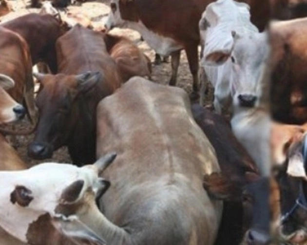 UP में बदमाशों ने तोड़ा गऊशाला का ताला, 18 गायों की ली जान, मामला दर्ज