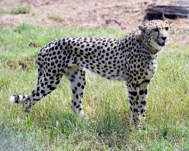 Kuno National Park : दक्षिण अफ्रीका से लाई गई मादा चीता 'दक्षा' की मौत, 2 महीने में हुई तीसरे चीते की मौत - After Sasha, Uday, another cheetah  Daksha  dies at Kuno National Park