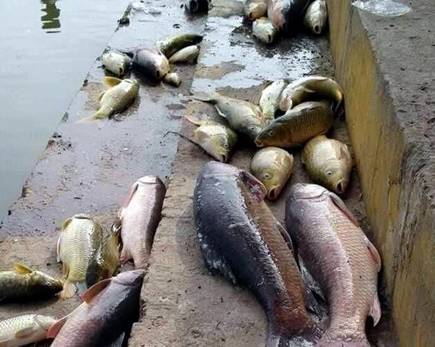 डल झील में मछलियों की मौत पर बवाल, कश्मीरी बोले G-20 बैठक ने ली जान - Uproar over the death of fish in Dal Lake