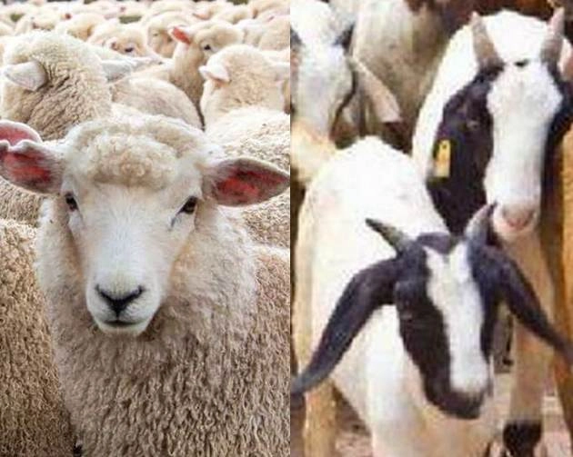 हिमाचल में संक्रामक बीमारी से 60 भेड़-बकरियों की मौत, 200 मवेशी बीमार - Infectious disease kills 60 sheep and goats in Himachal Pradesh