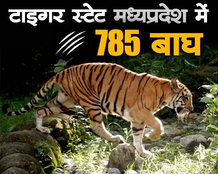 मध्यप्रदेश लगातार दूसरी बार टाइगर स्टेट, 526 से बढ़कर 785 हुई संख्या - Madhya Pradesh Tiger State in the country for the second time in a row