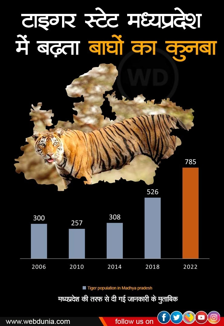 टाइगर स्टेट MP के बांधवगढ़ टाइगर रिजर्व में सबसे अधिक बाघ, मध्यप्रदेश में सबसे अधिक संख्या में बढ़े बाघ