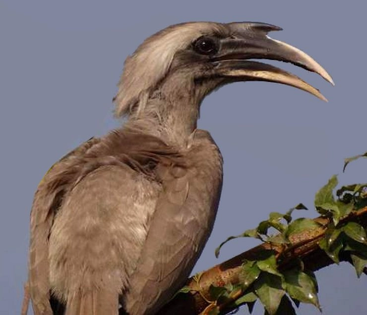 इस पक्षी को देखने से ही होती है धन की प्राप्ति, जानें इसका नाम - The Hornbills Of India
