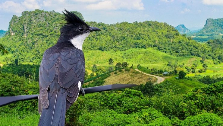 ये पक्षी हवा में उड़ते हुए पीता है पानी, इसके बारे में जानकर हैरान रह जाएंगे - Jacobin cuckoo in hindi