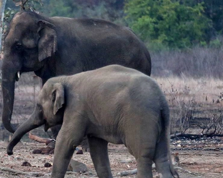 भारत में हुई 150 हाथी गलियारों की पहचान, पश्चिम बंगाल में सबसे ज्यादा