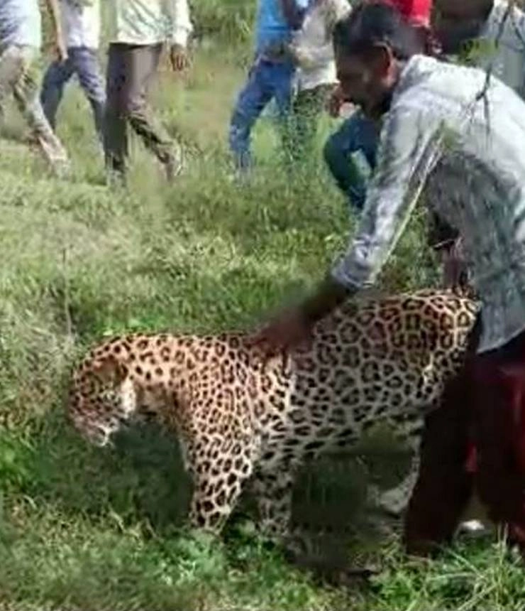 देवास में तेंदुए के साथ मस्ती करते रहे गांव के लोग, वन विभाग की टीम ने किया रेस्क्यू - people having fun with leopard in Dewas