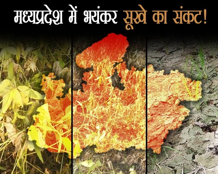 मध्यप्रदेश में 50 साल के सबसे भयंकर सूखे का संकट, सोयाबीन की 60% फसल बर्बाद, धान भी चौपट - Soybean crop ruined due to drought in Madhya Pradesh