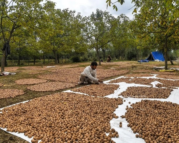 'कश्‍मीर में मौत का अखरोट', 3 साल में ले ली 16 लोगों की जान - 16 people died in three years due to walnut tree in Kashmir