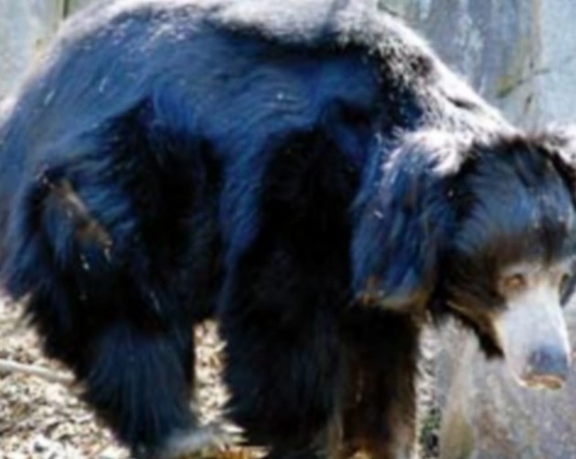 UP में इटावा सफारी के भालू की मौत, इस गंभीर बीमारी से था पीड़ित... - Bear dies in Etawah Safari Park in UP