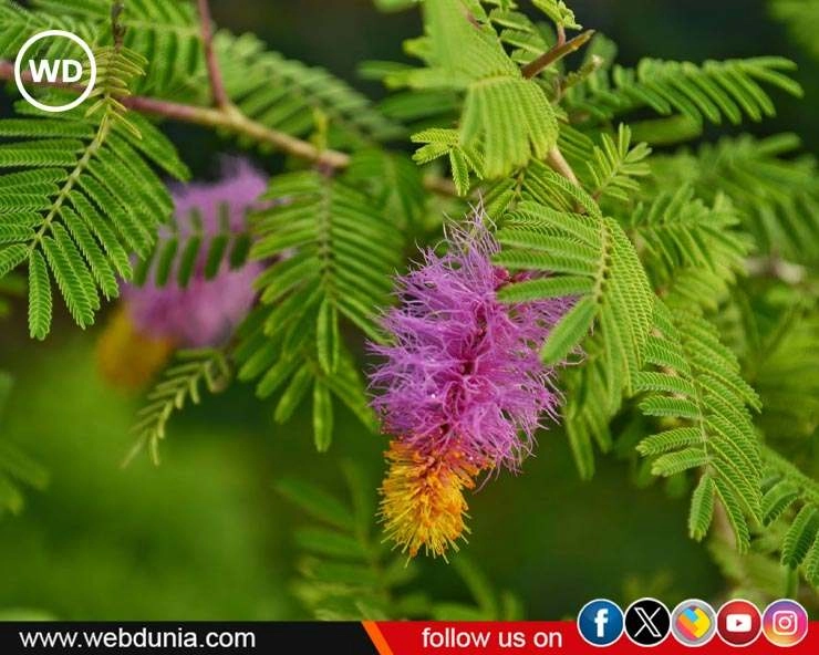 विजयादशमी के दिन कैसे करें शमी वृक्ष का पूजन, जानें प्रार्थना मंत्र - Worshipping Shami Plant on Dusshera
