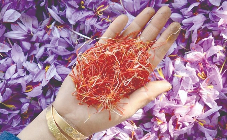 दक्षिण कश्मीर में खिले केसर के फूल, अच्छे उत्पादन की उम्मीद - Saffron flowers blooming in South Kashmir