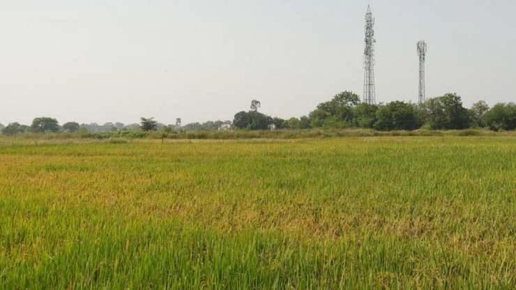 Gujarat: बेमौसम बारिश से फसलों को नुकसान, सरकार ने दिया सर्वेक्षण का आदेश