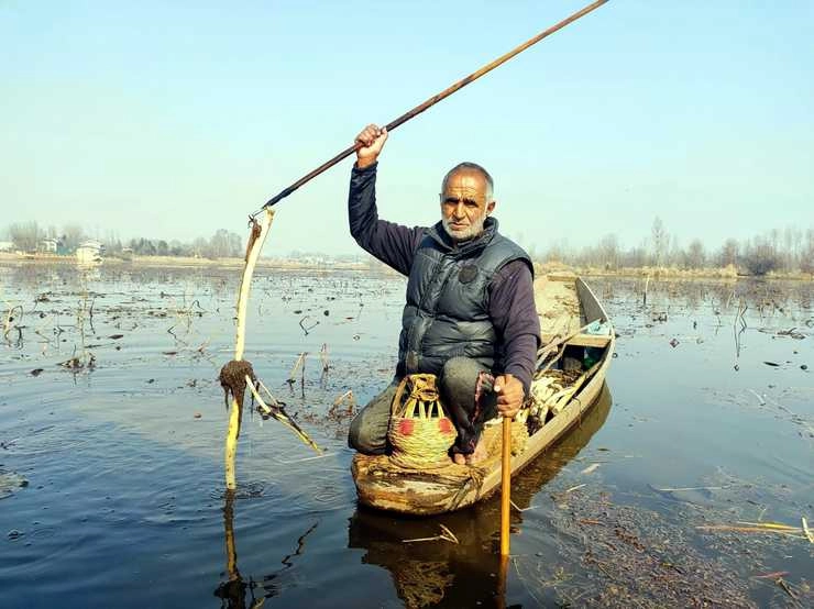 कश्‍मीर में जल प्रदूषण वाट लगा रहा प्रसिद्ध नदरू की पैदावार को - Nadru production decreased due to water pollution in Kashmir