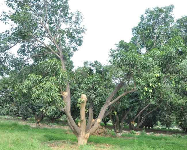 कैनोपी प्रबंधन से समृद्धि का जरिया बनेंगे आम के बागान - Mango orchards will become a source of prosperity through canopy management