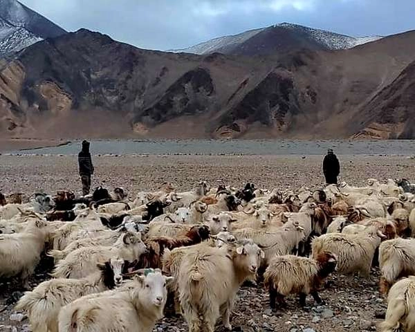 Ladakh shepherds
