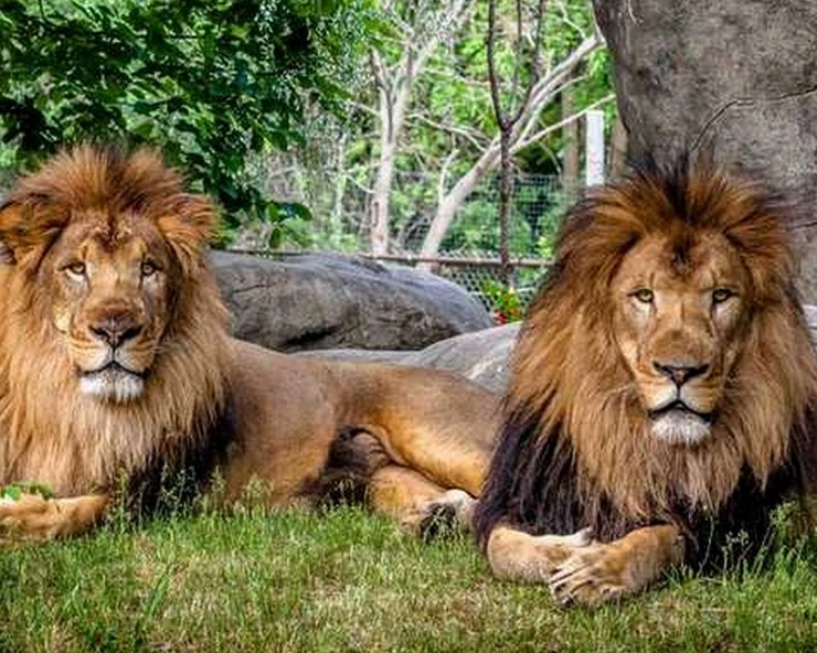 Bengal में शेर-शेरनी विवाद पहुंचा हाईकोर्ट, VHP की याचिका पर Court ने दिया यह आदेश - Lion-lioness dispute in West Bengal reaches High Court