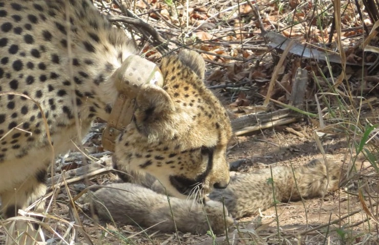 Kuno National Park : कूनो में फिर बढ़ा कुनबा, चीता गामिनी ने 5 शावकों को दिया जन्म - kuno national park good news again from kuno female cheetah gamini gave birth to 5 cubs