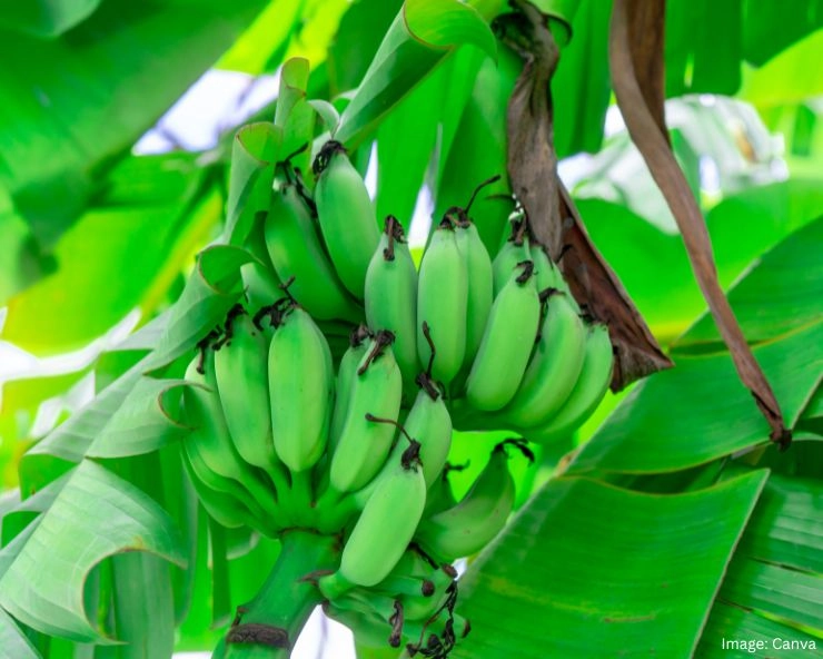 Raw Banana Benefits