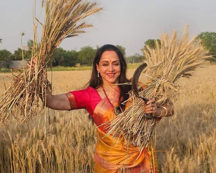 चुनावी प्रचार में हेमा मालिनी ने खेतों में काटे गेहूं, वीडियो वायरल - Hema Malini cuts wheat in the fields during election campaign