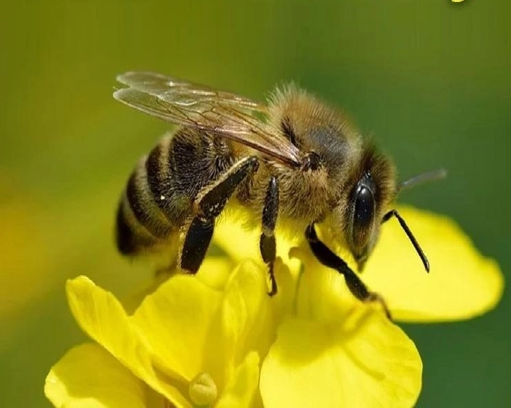 World Bee Day : विश्व मधुमक्खी दिवस, जानें इतिहास और रोचक तथ्य - History of World Bee Day