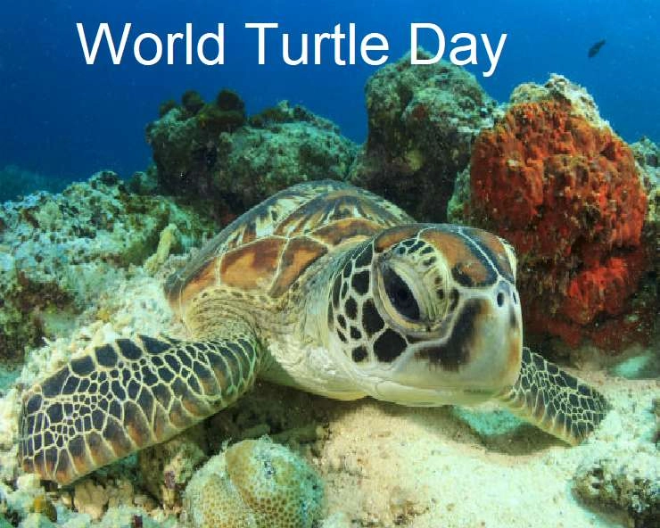 23 मई : विश्व कछुआ दिवस, जानें इतिहास और धार्मिक महत्व - Today World Turtle Day