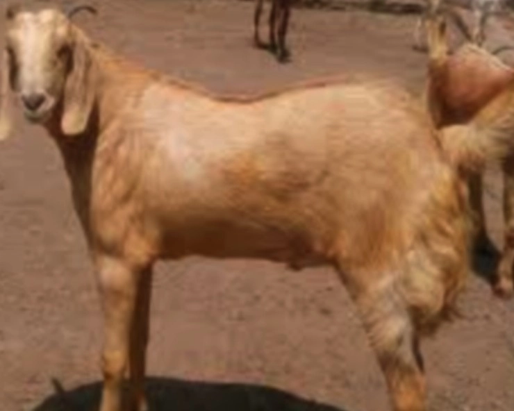 Bakra Eid : दिल्‍ली की पशु मंडी में आया दुर्लभ बकरा, कीमत 10 लाख रुपए, जानिए क्‍या है खासियत... - Rare goat found in Delhi's cattle market