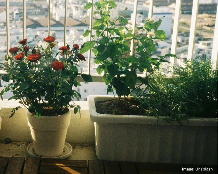 Balcony Garden