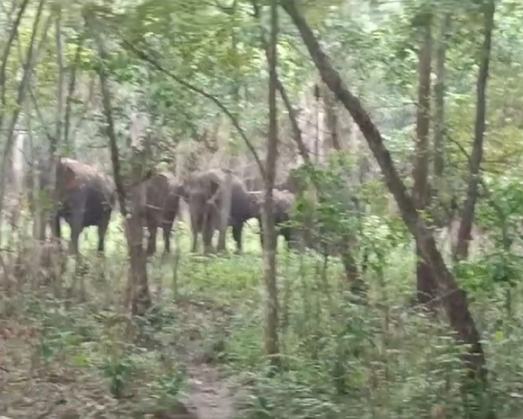 UP : हाथियों के झुंड को देखकर मची अफरातफरी, ग्रामीण हुए परेशान, वन विभाग का अलर्ट - There was chaos after seeing a herd of elephants in Bahraich