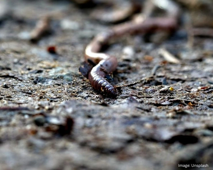 How To Get Rid Of Earthworms
