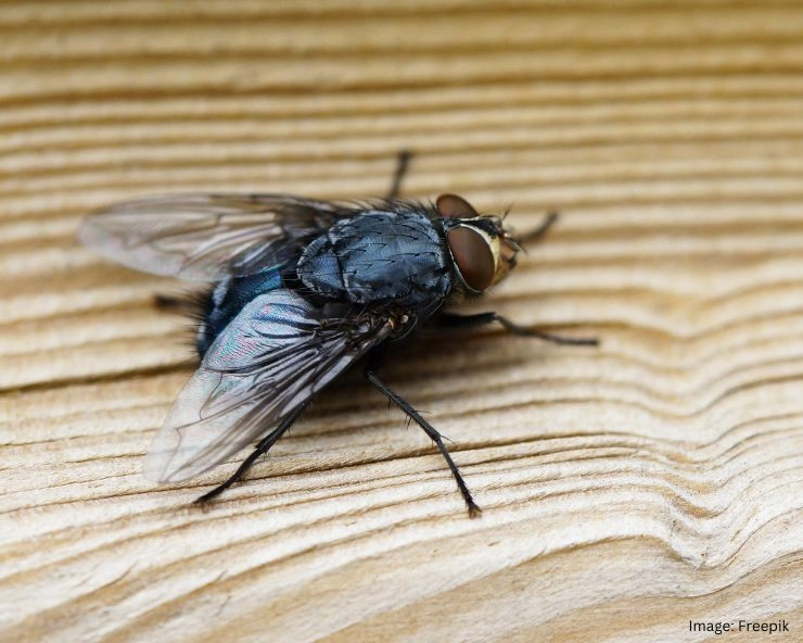 How To Get Rid Of House Flies