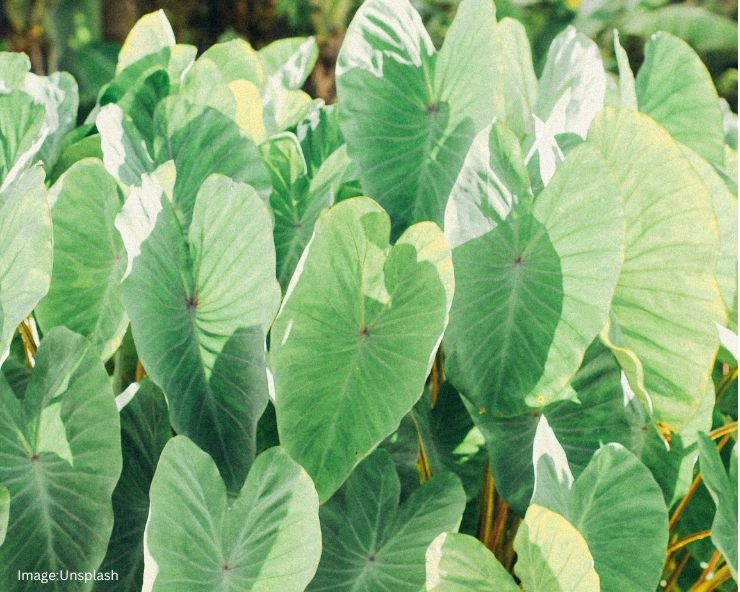 Taro Leaves Benefits