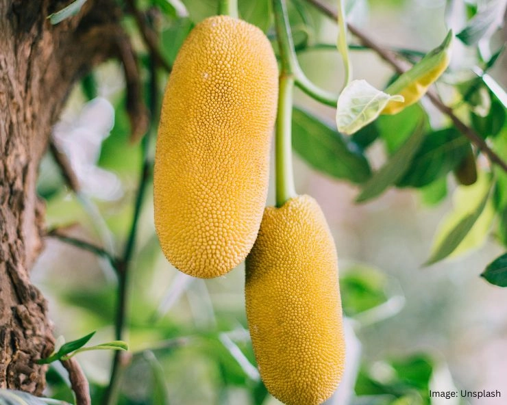 Jackfruit Side Effects