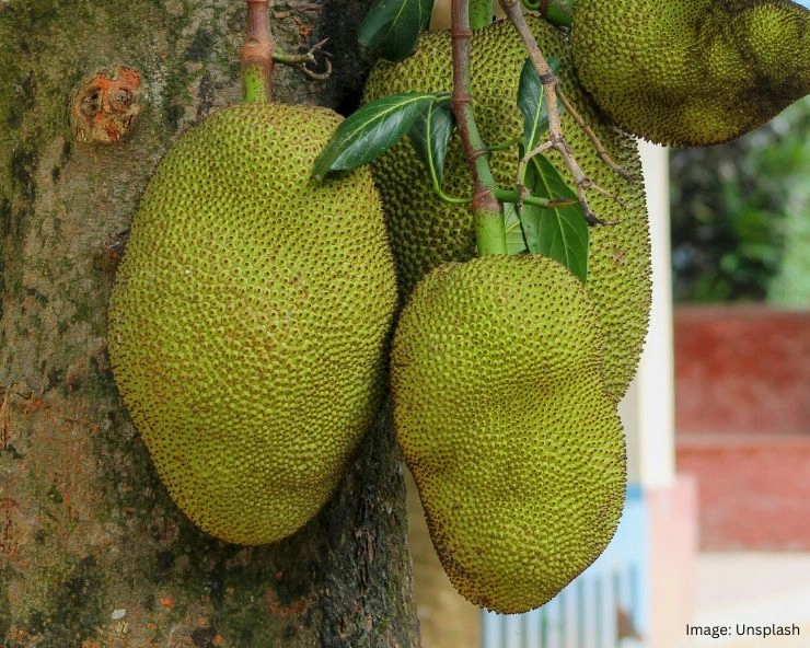 Jackfruit Side Effects