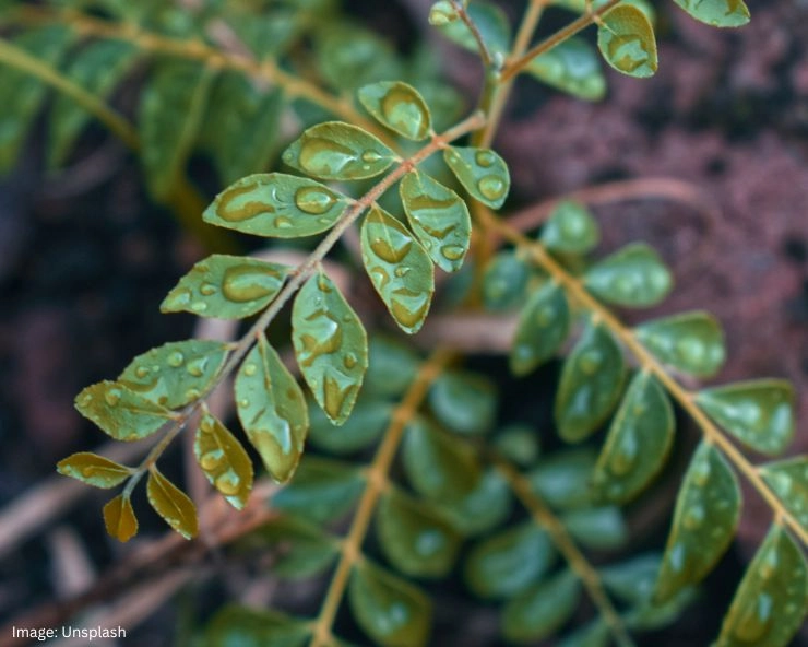 Curry Leaves Benefits