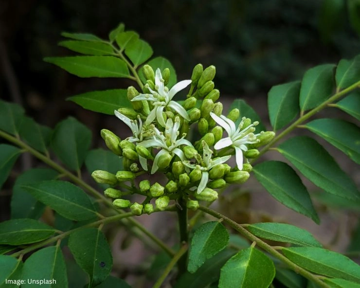 Curry Leaves Benefits