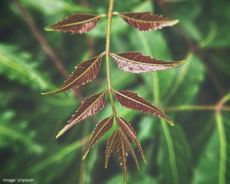 Neem Leaves Benefits