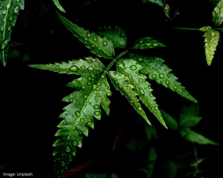 Neem Leaves Benefits