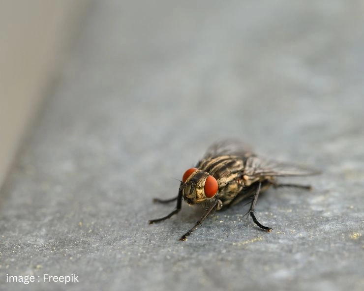 how to get rid of bathroom insects in hindi