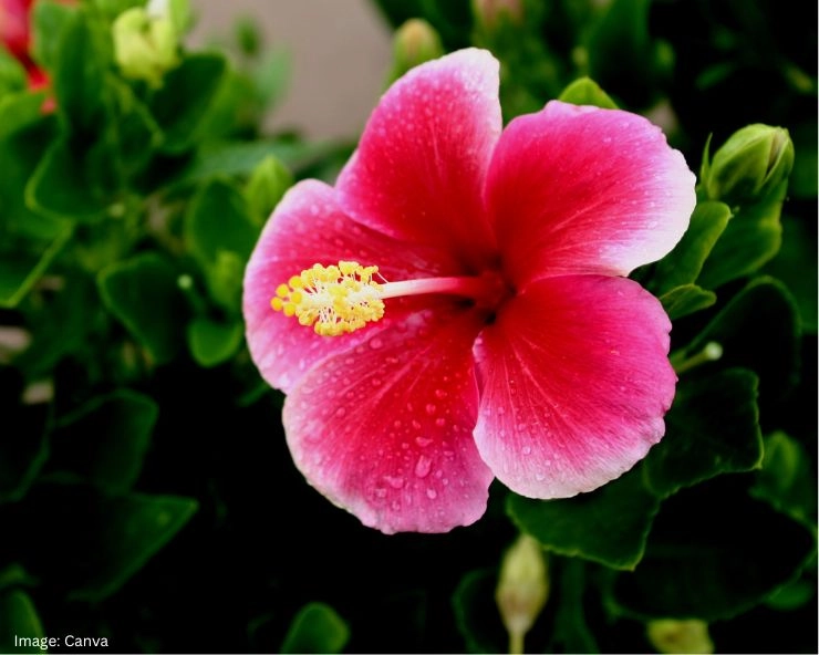 Hibiscus Flower Benefits