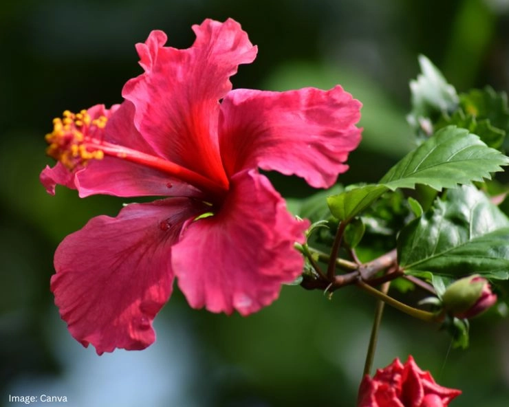 Hibiscus Flower Benefits